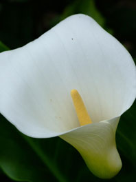 Standard Calla Lily