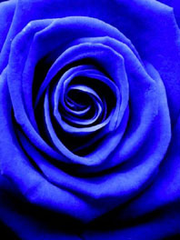 True Blue Flowers