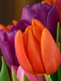 Tulips