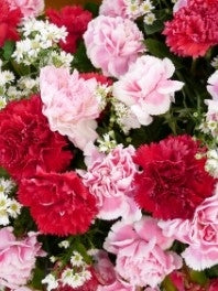 Valentine's All Other Flowers