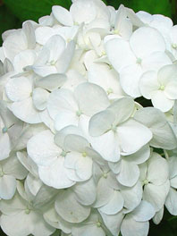 White By color