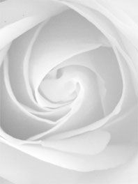 White roses