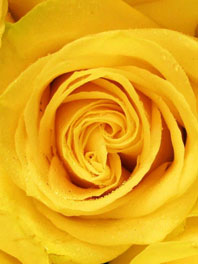 Yellow Roses