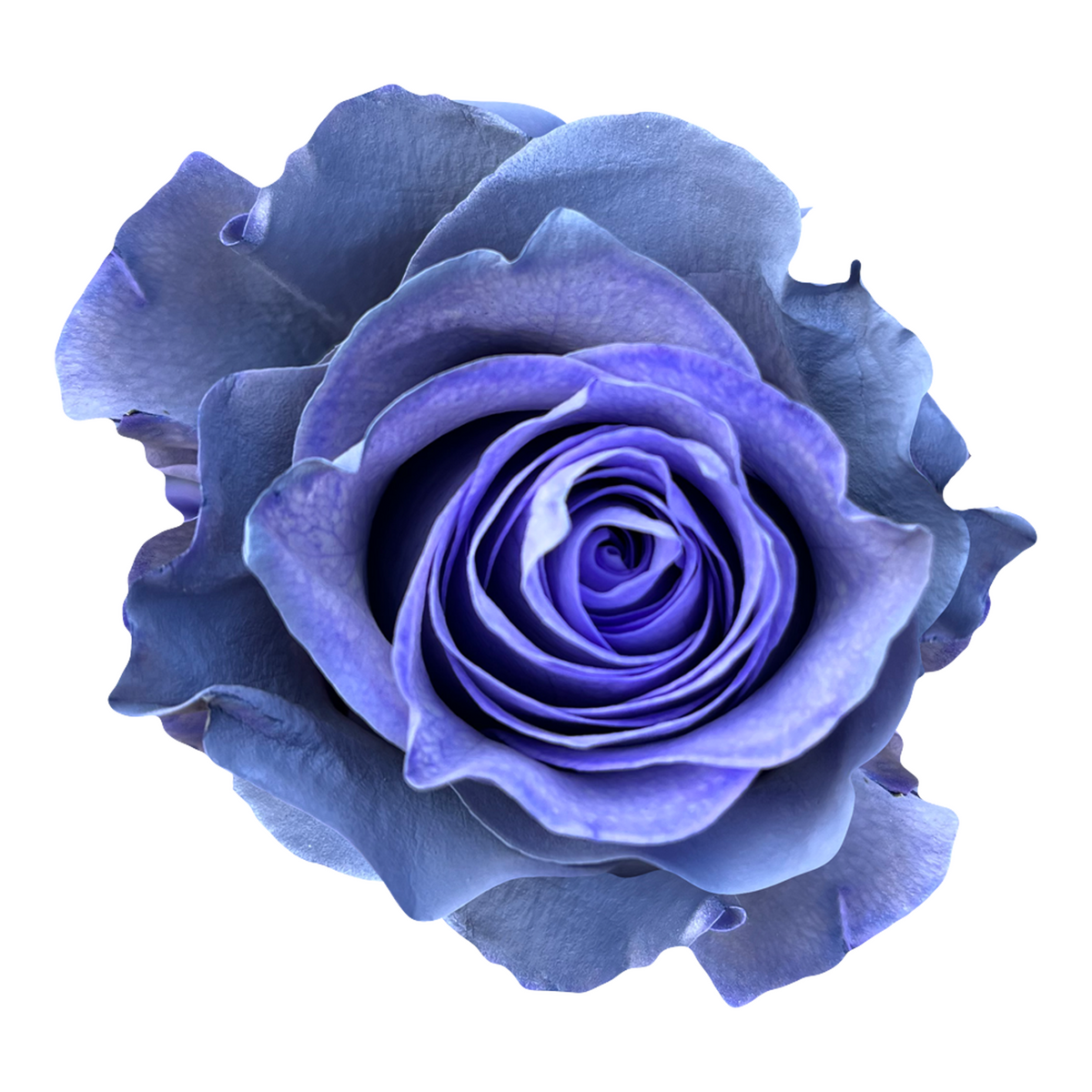 stina type H blue rose×gray ブルーローズ　Sサイズ Dusty Grey
