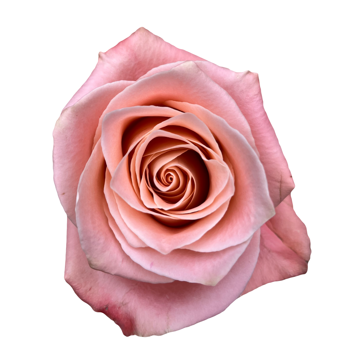 Salmon pink roses for sale - Cheap pink roses - Flower Explosion