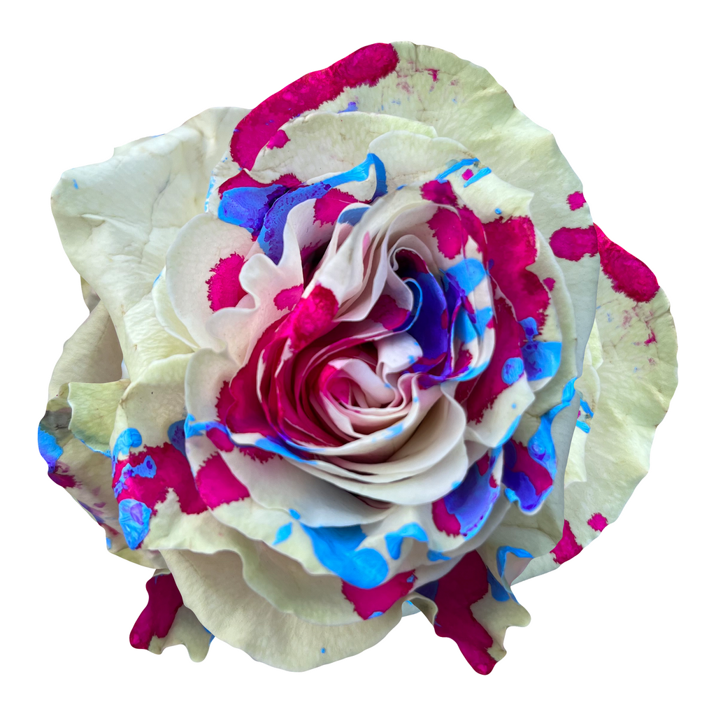 Red Picasso Roses WIld Picasso – Flower Explosion