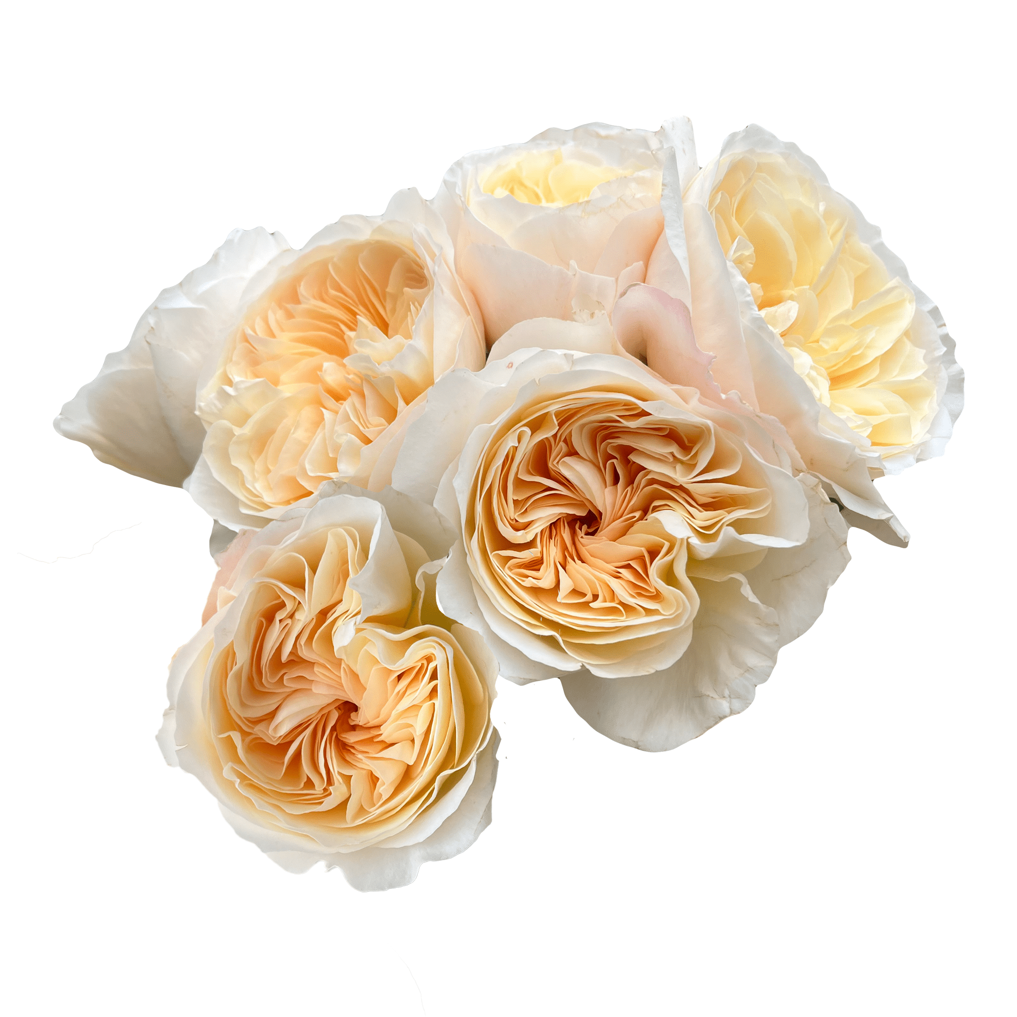Cream Juliet, Cream Garden Rose