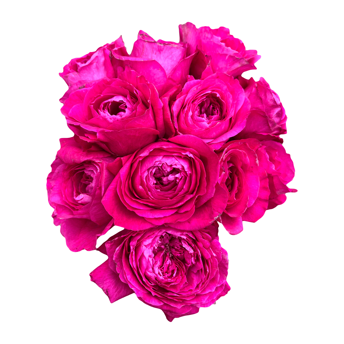 Capability – Flower Explosion