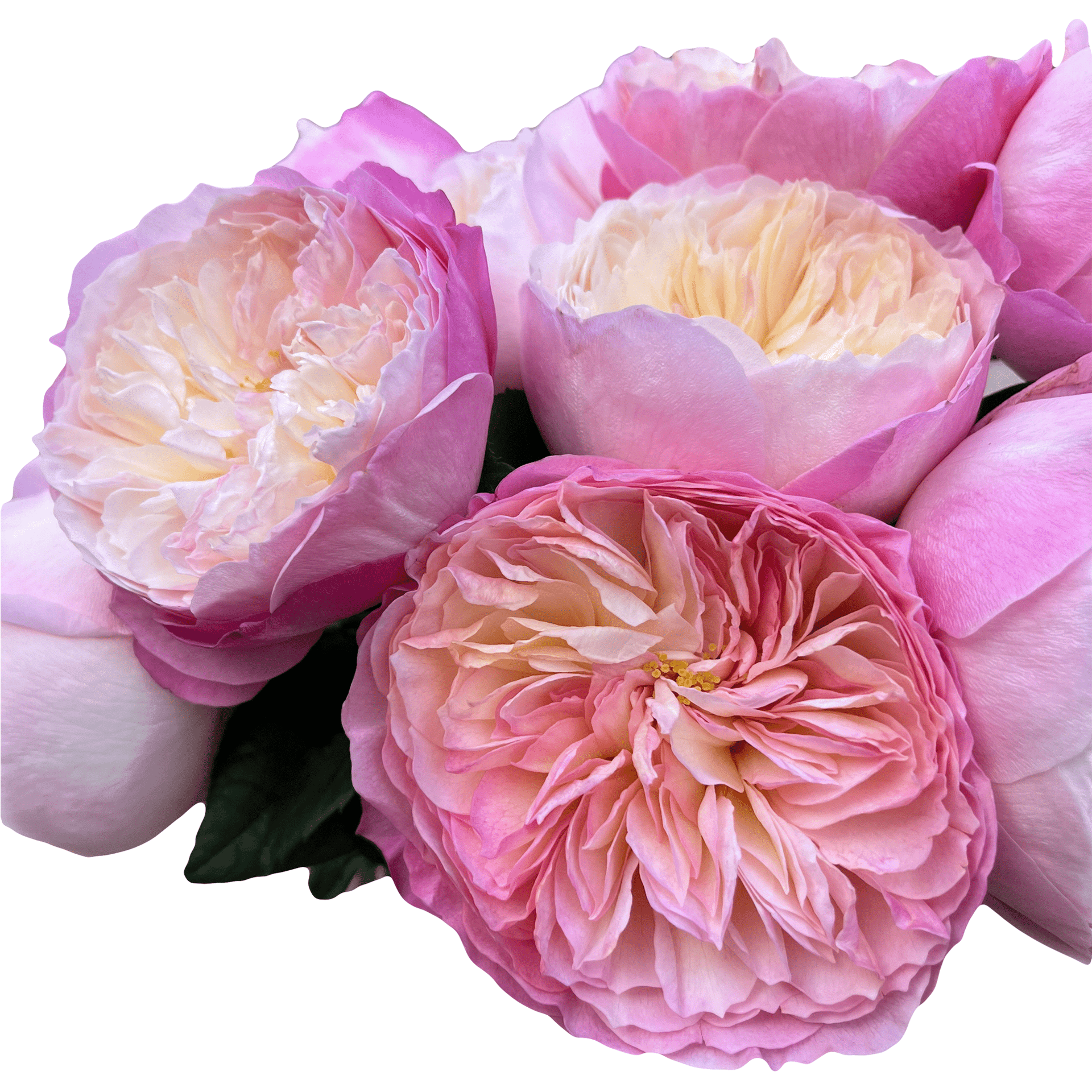 Constance Garden Roses - David Austin – Flower Explosion