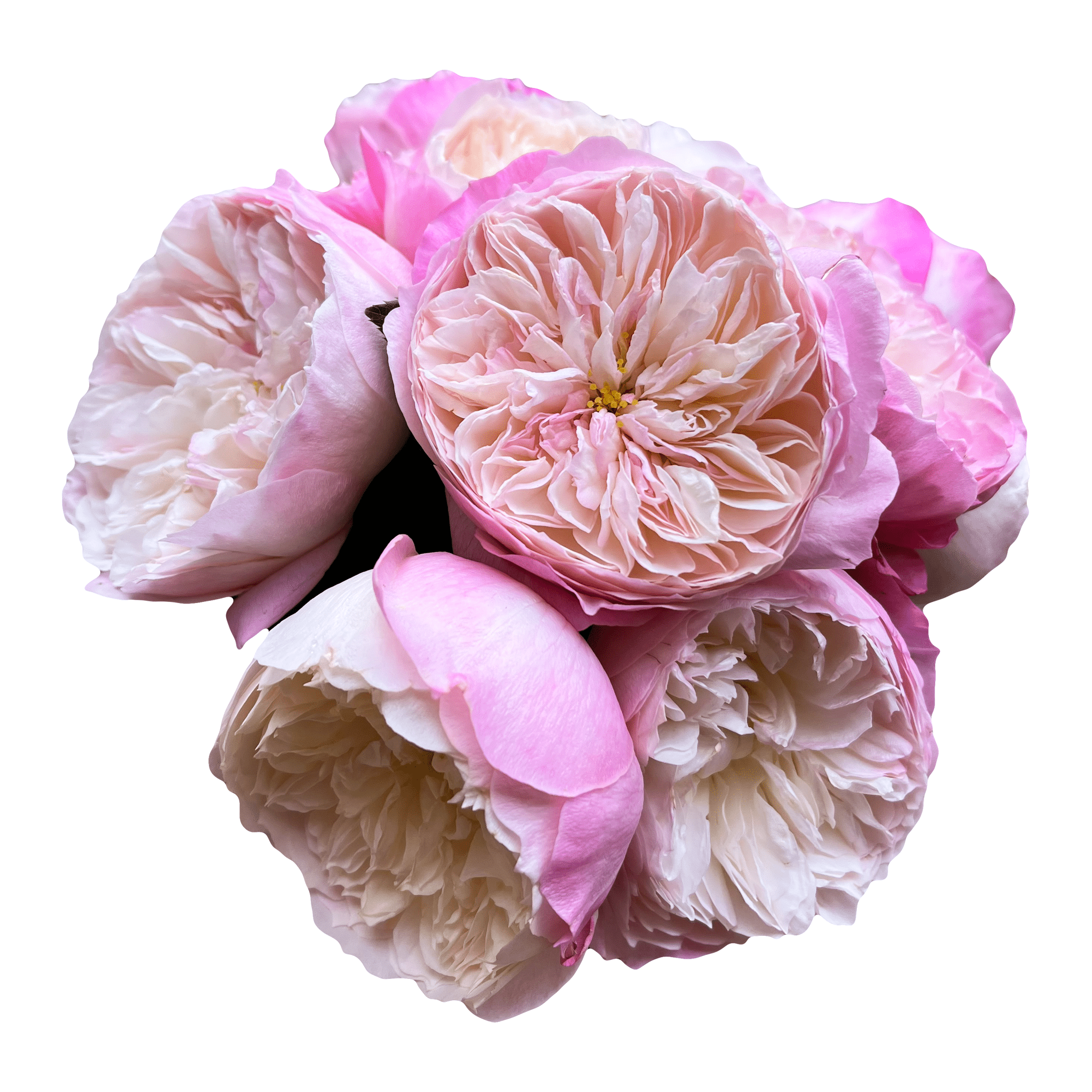 Constance Garden Roses - David Austin – Flower Explosion