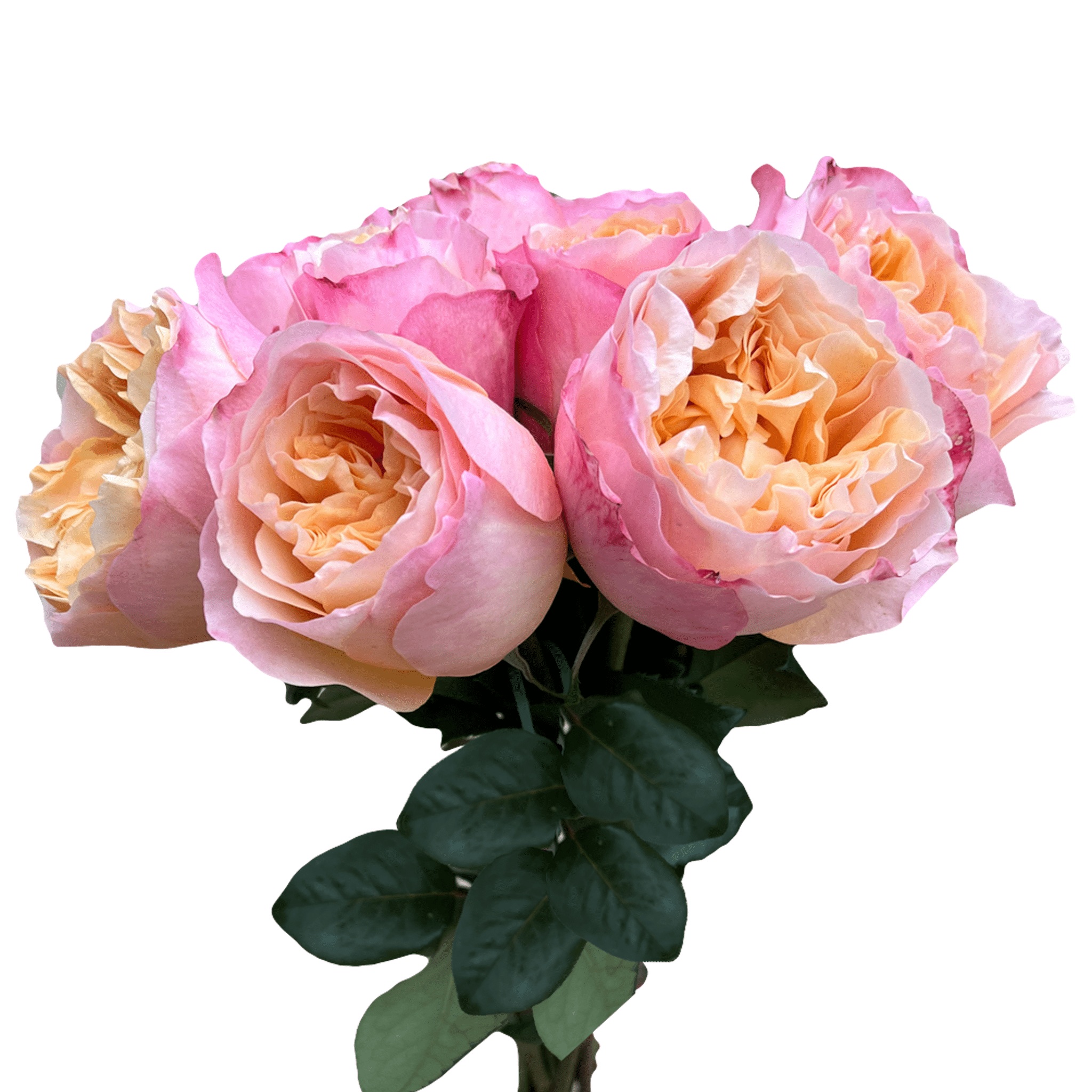 Expensive Roses David David austin wedding roses 60 photos - Vianawedding.com