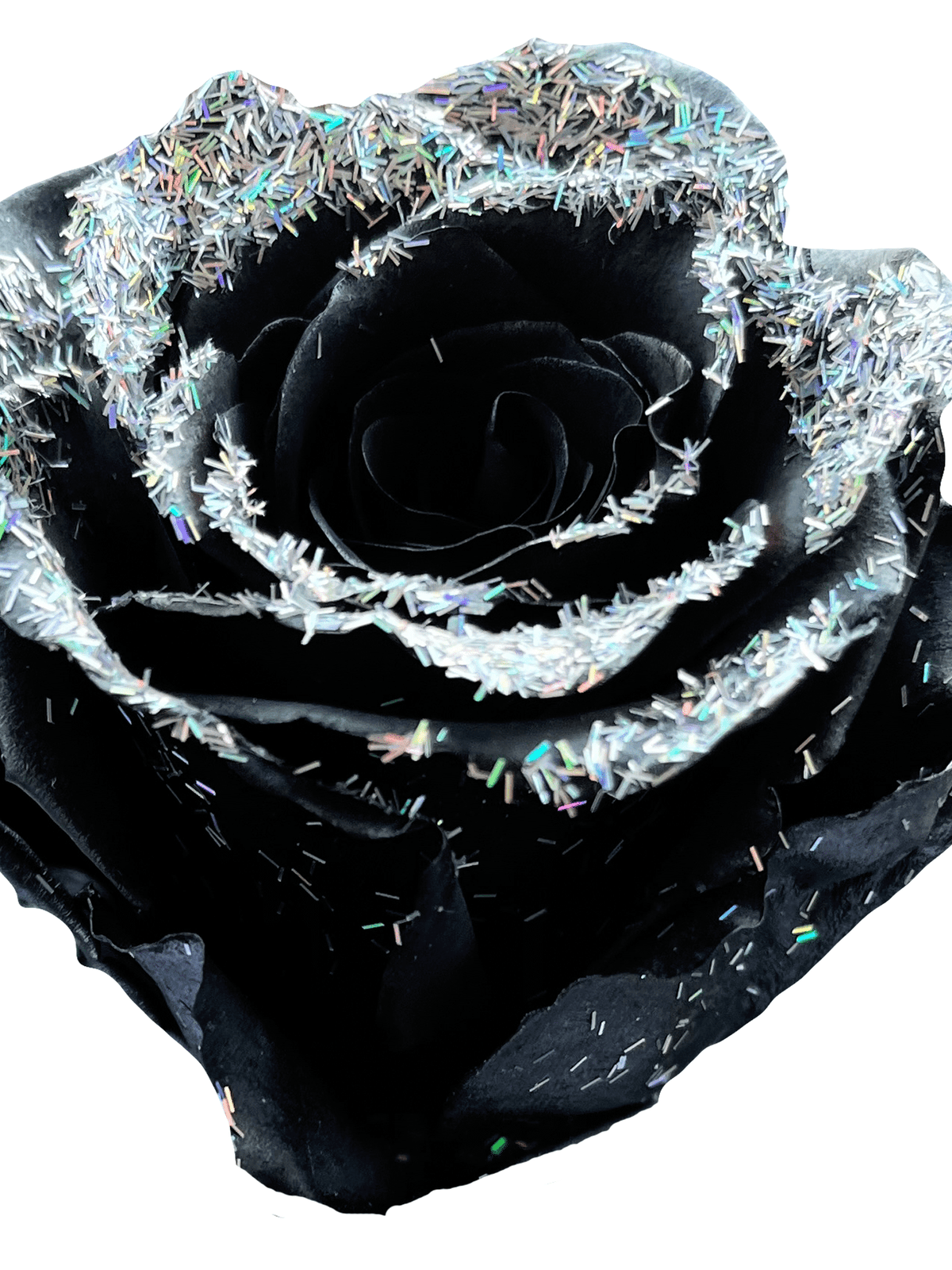 Glitter Roses for Sale | Specialty Online Flowers - Flower Explosion