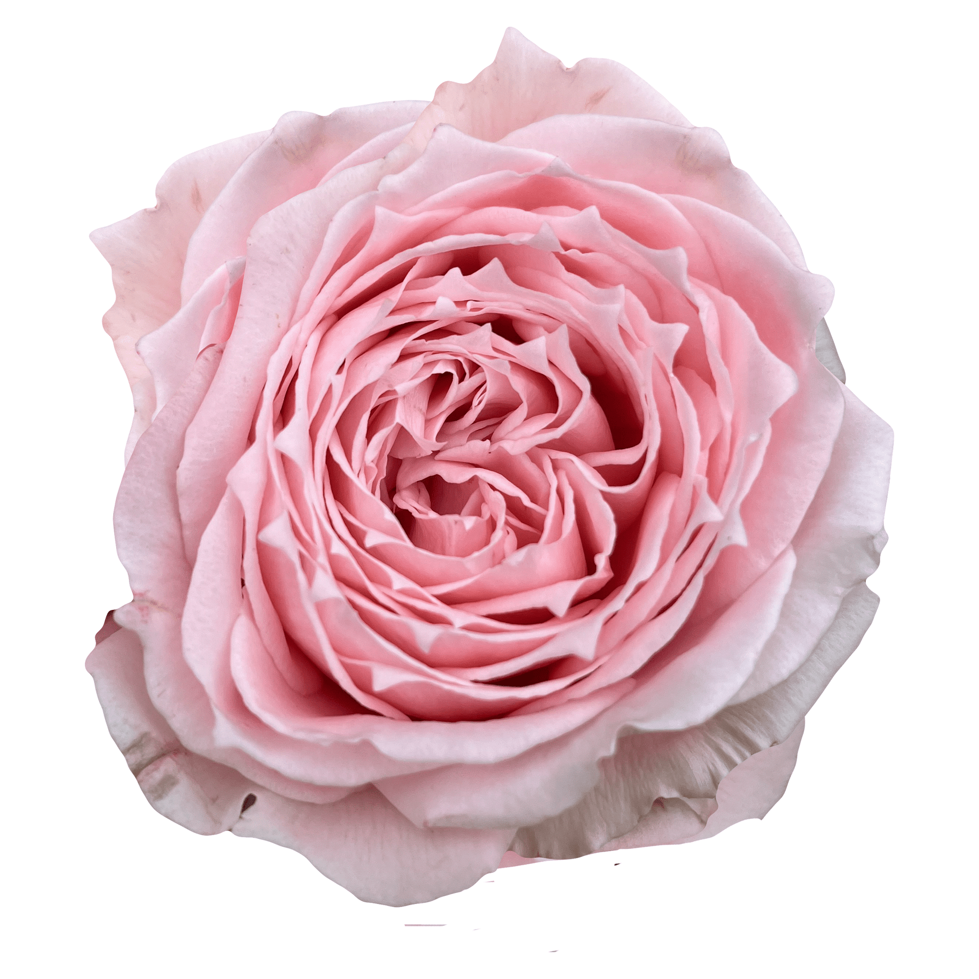 ROSE☆ROSE 2048x2048_Princess_Hitomi_9aca