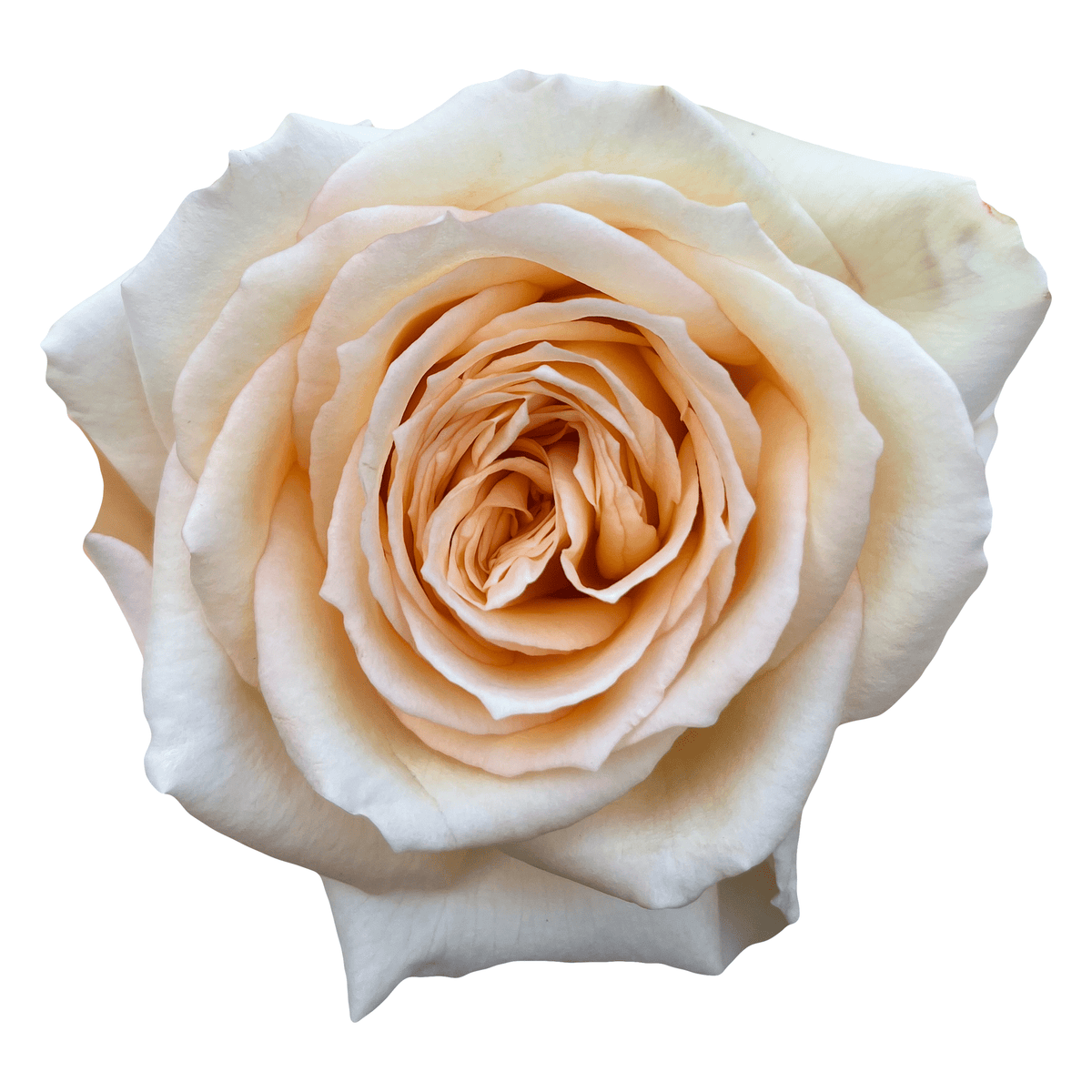Princess Maya Garden Rose – Flower Explosion