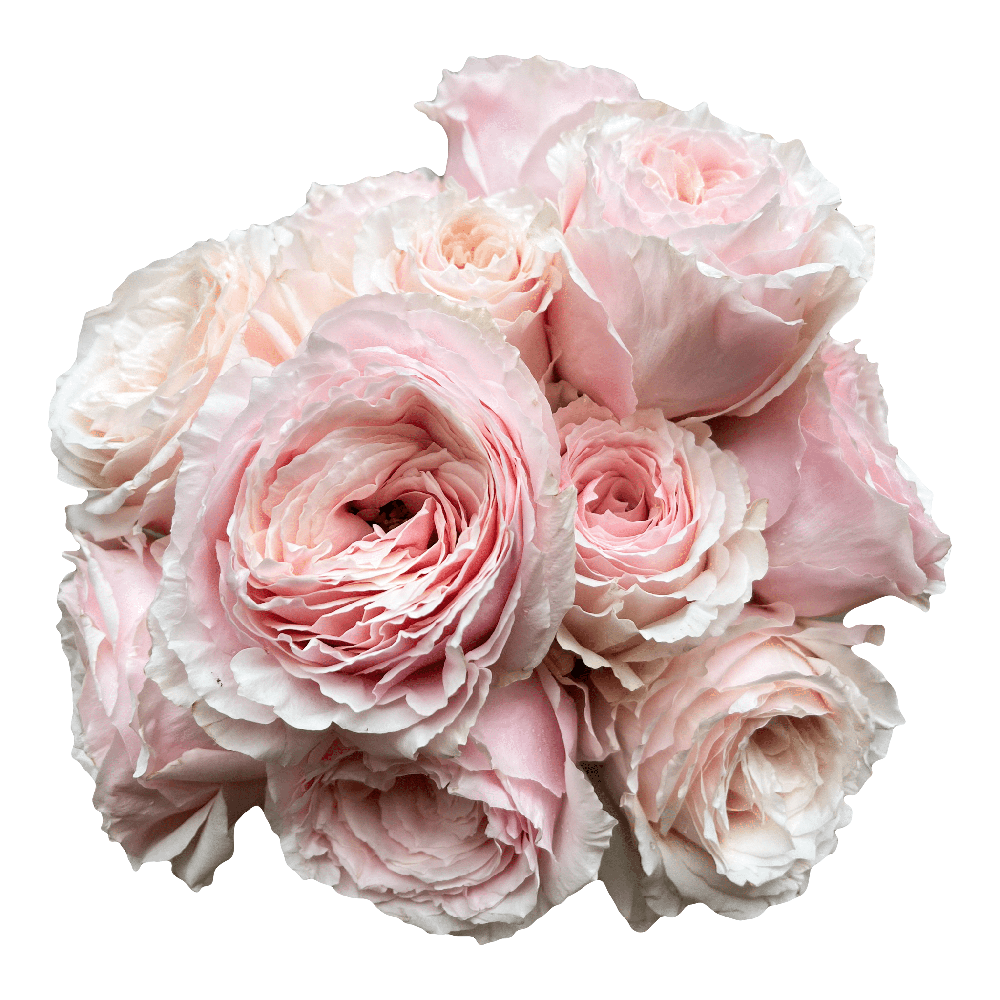 要コメ欄確認rose rose様用（3/20、23:59迄） RGAB2040-01-rosa-