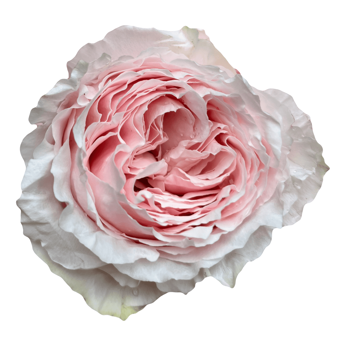 Tsumugi Wabara Garden Roses – Flower Explosion