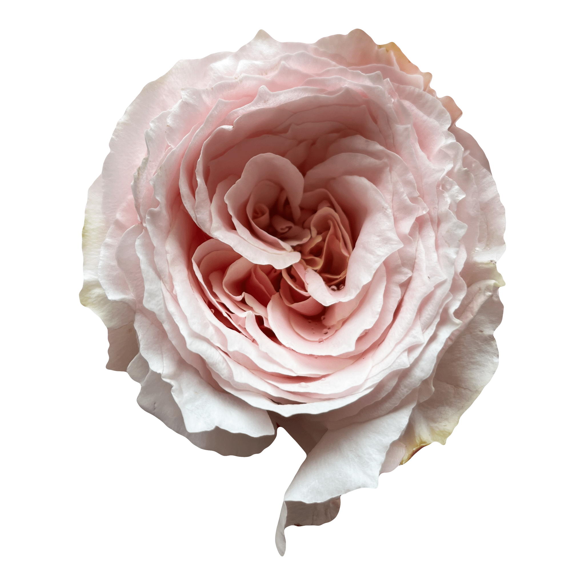 Tsumugi Wabara Garden Roses