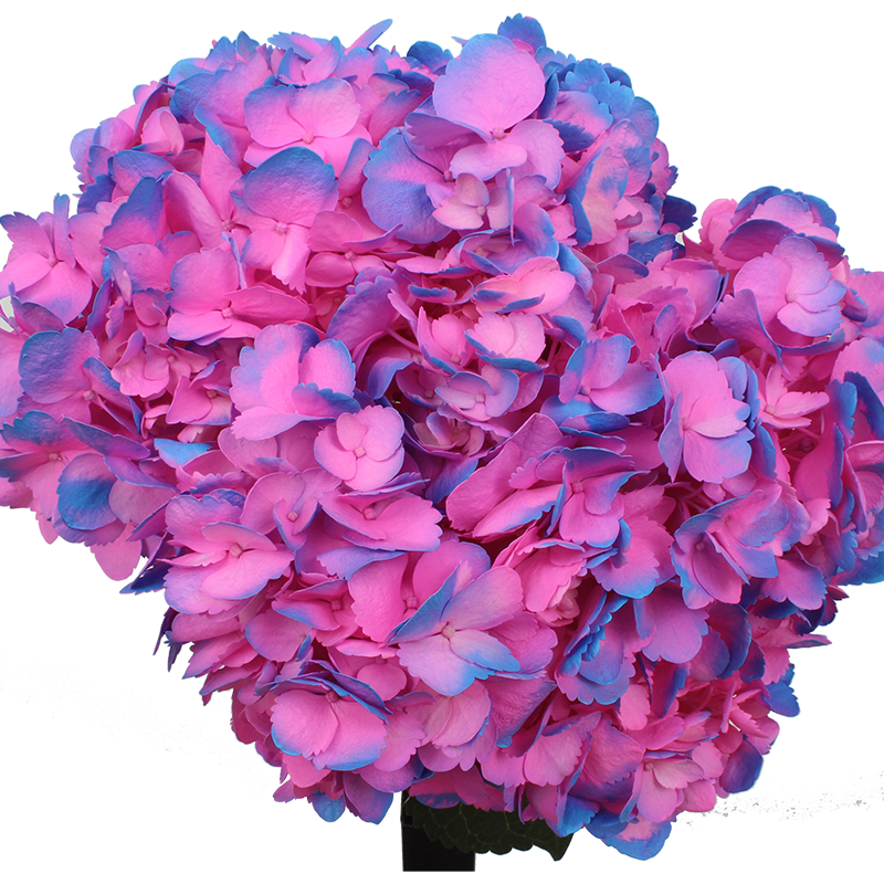 Cotton Candy Airbrushed Hydrangeas – Flower Explosion