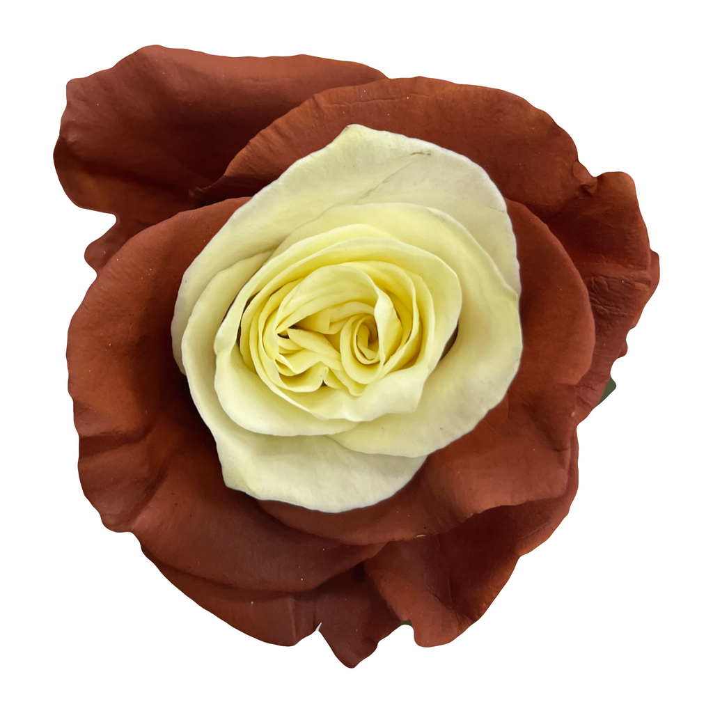 Candy Dipped Roses Chocolate Colored Roses