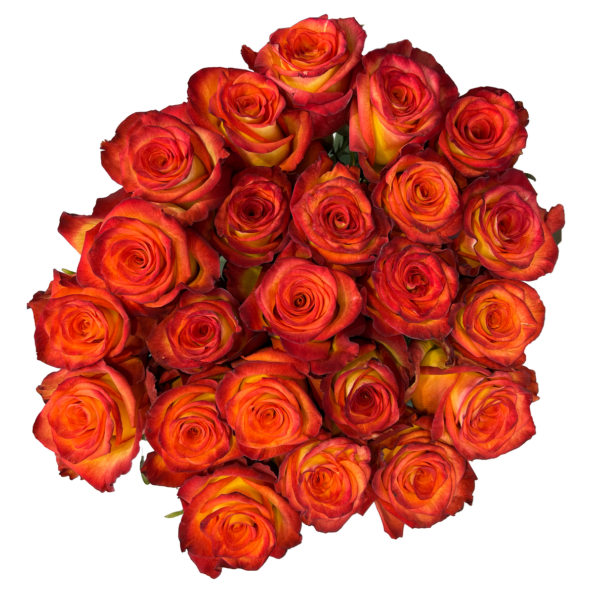 Sunset Coloured Roses Sunset roses - Tahitian sunset rose - Flower Explosion