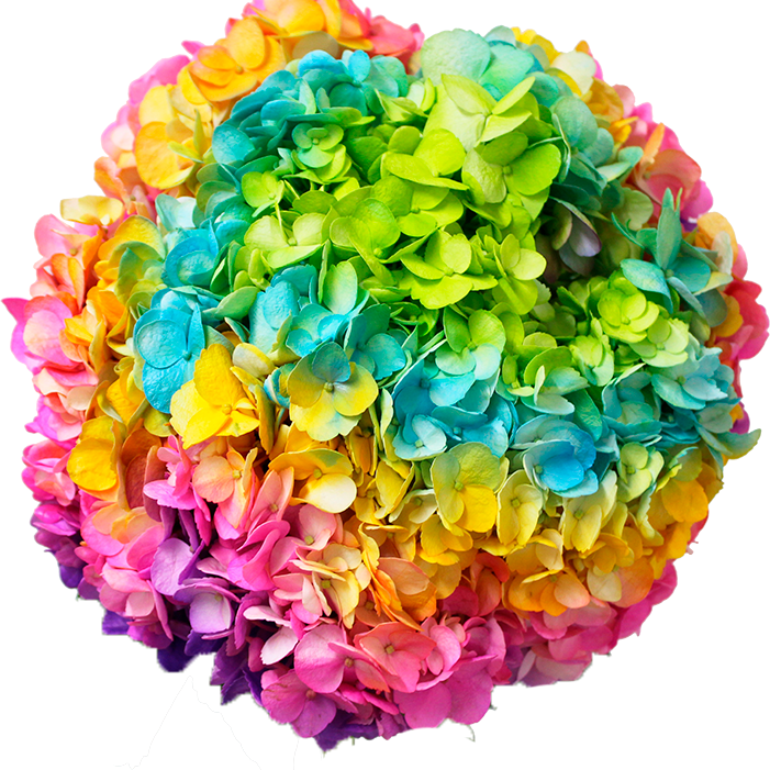 Pinata Bloom Piñata Airbrushed Hydrangeas – Flower Explosion