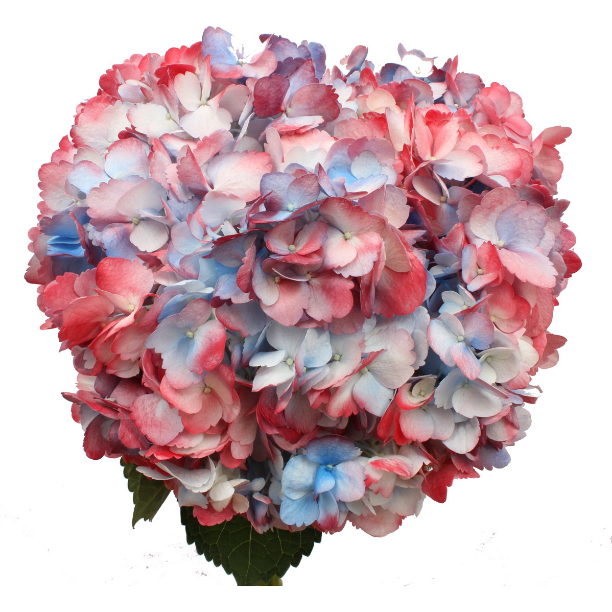 Nation Bunch Airbrushed Hydrangeas – Flower Explosion
