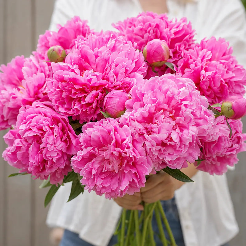 Alexander Fleming Hot Pink Peony (May-July)