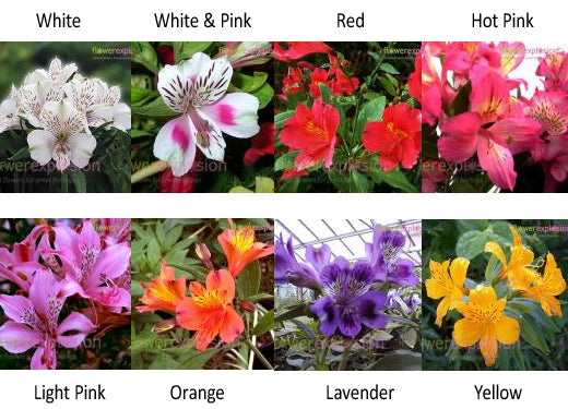Alstroemerias Available