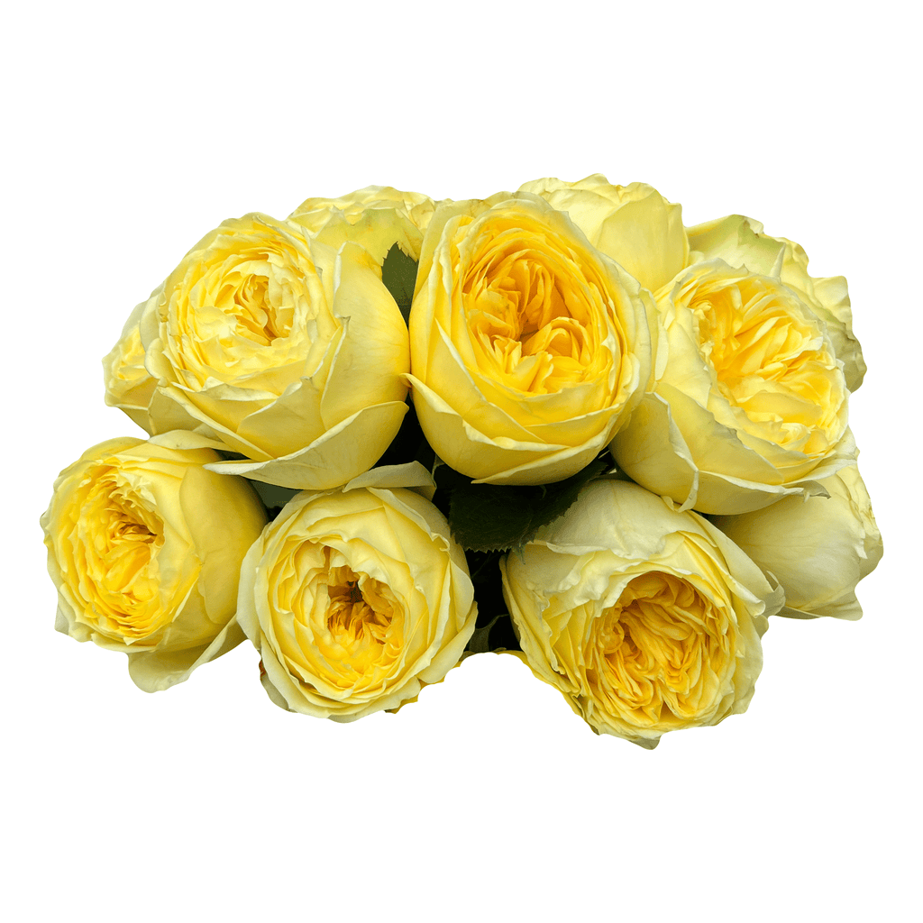 catalina yellow garden roses