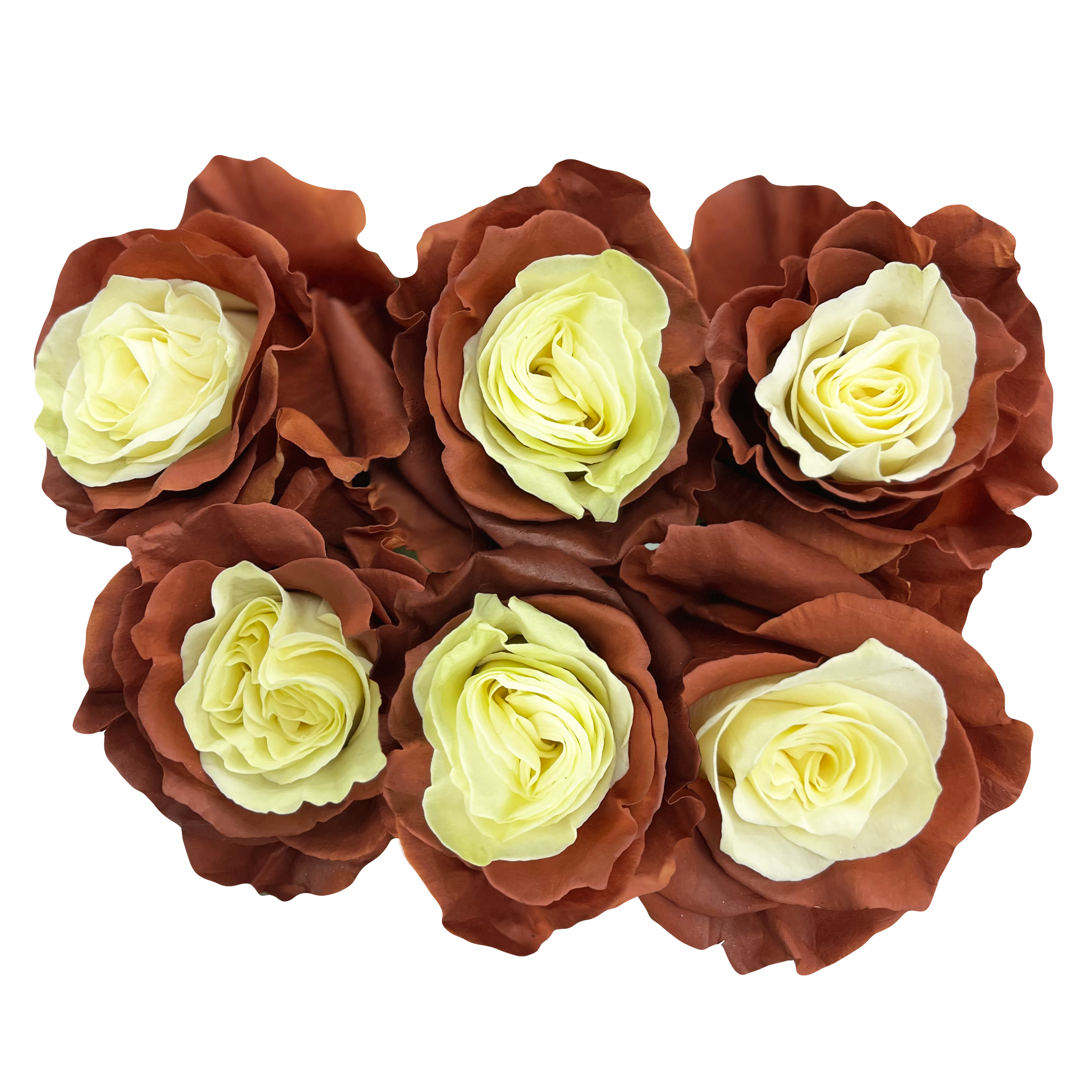 Chocolate Vip Roses Chocolate Vanilla Roses - Flower Explosion