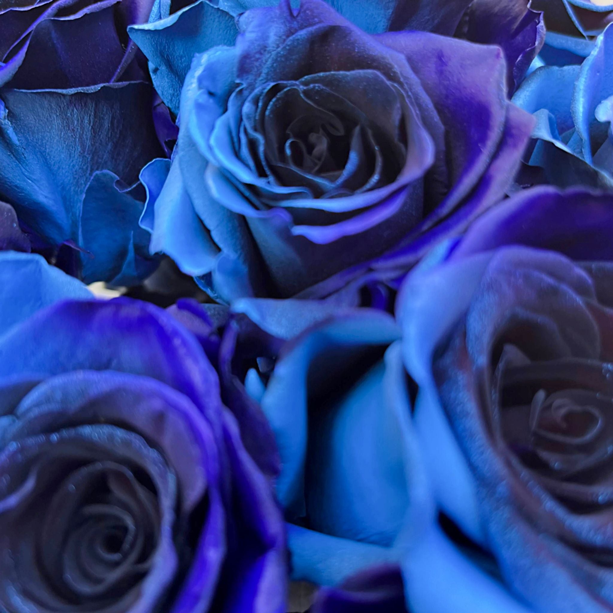 その他 Blue roses Cosmic Blue Tinted Roses