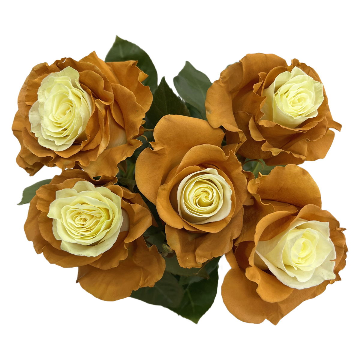 Coffee and Cream Roses - Flower Explosion