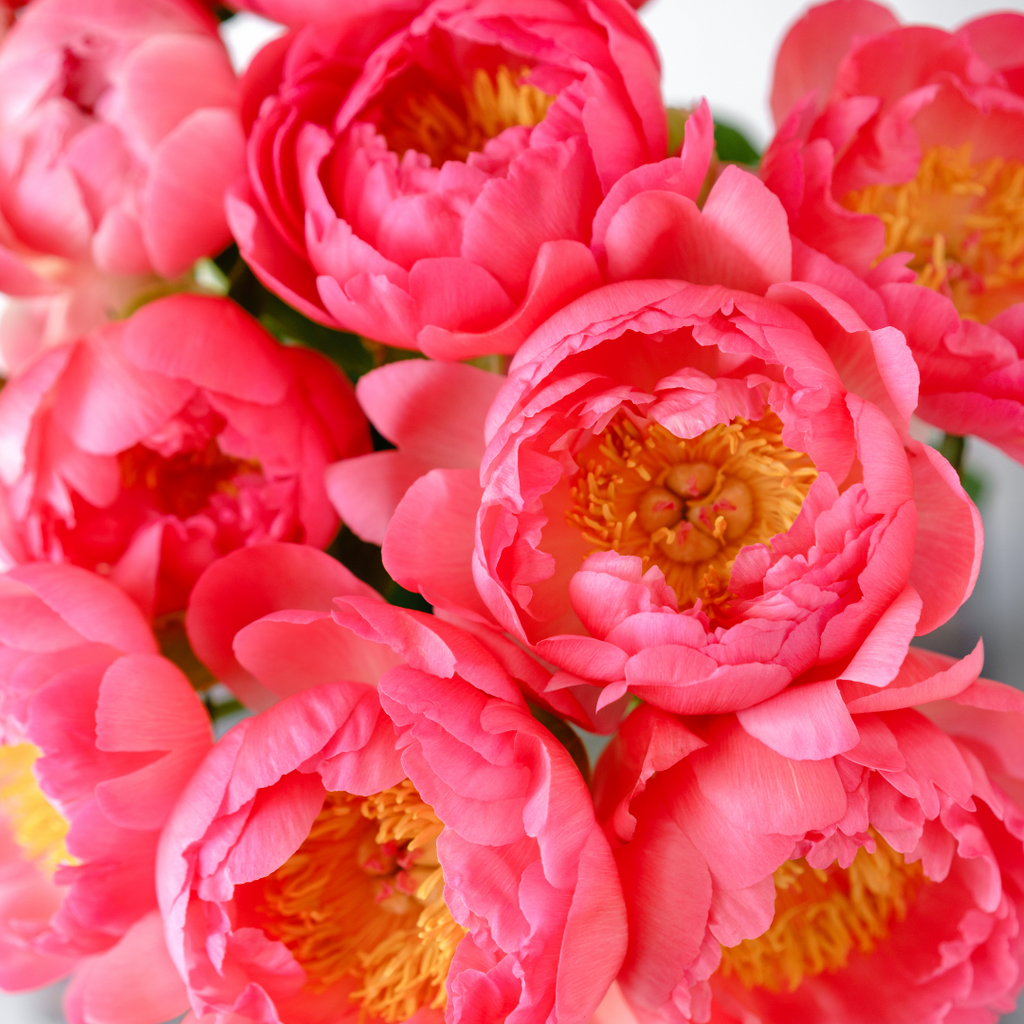 coral charm peony plant Coral Charm Peach Peony