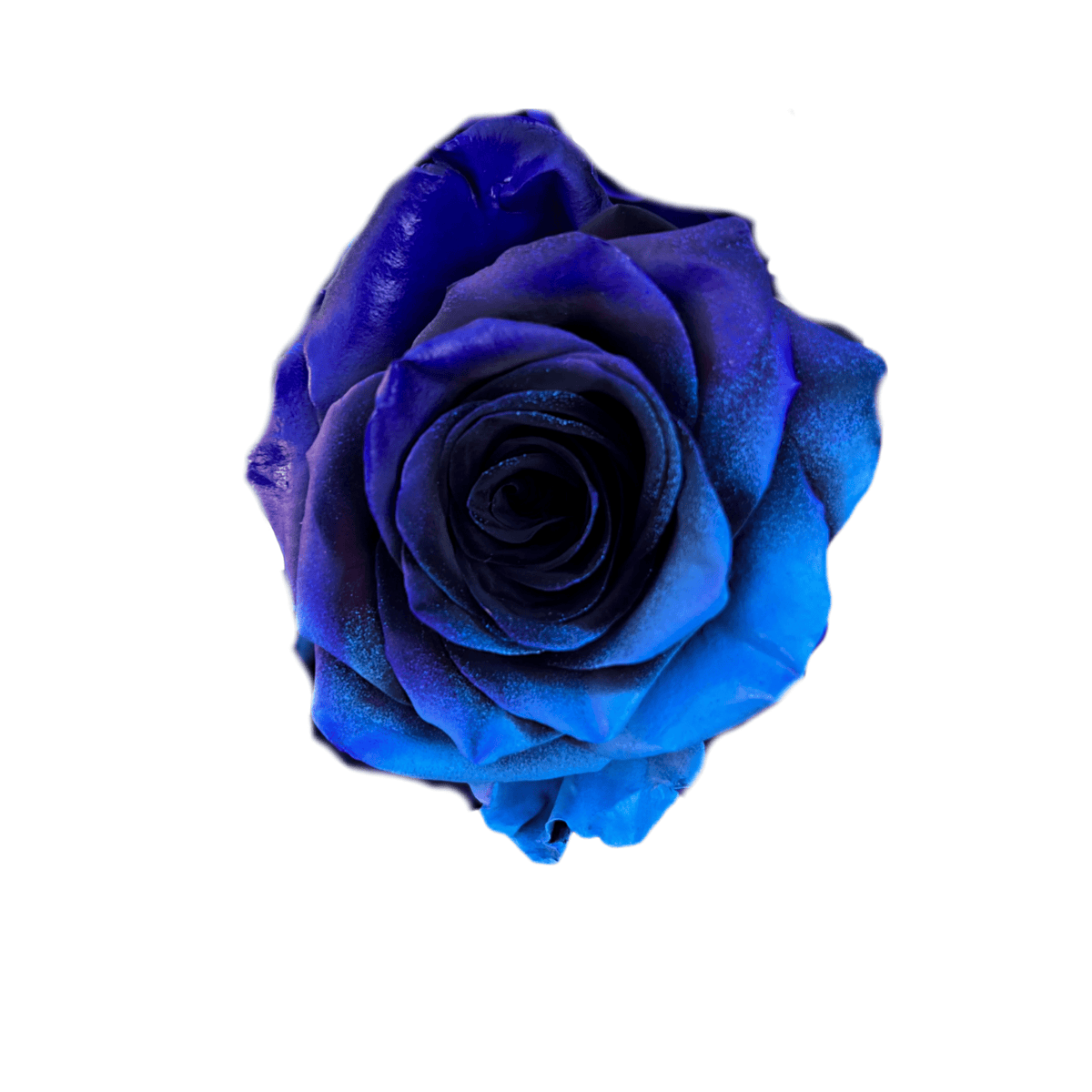 cosmic-rose-blue.png?v=