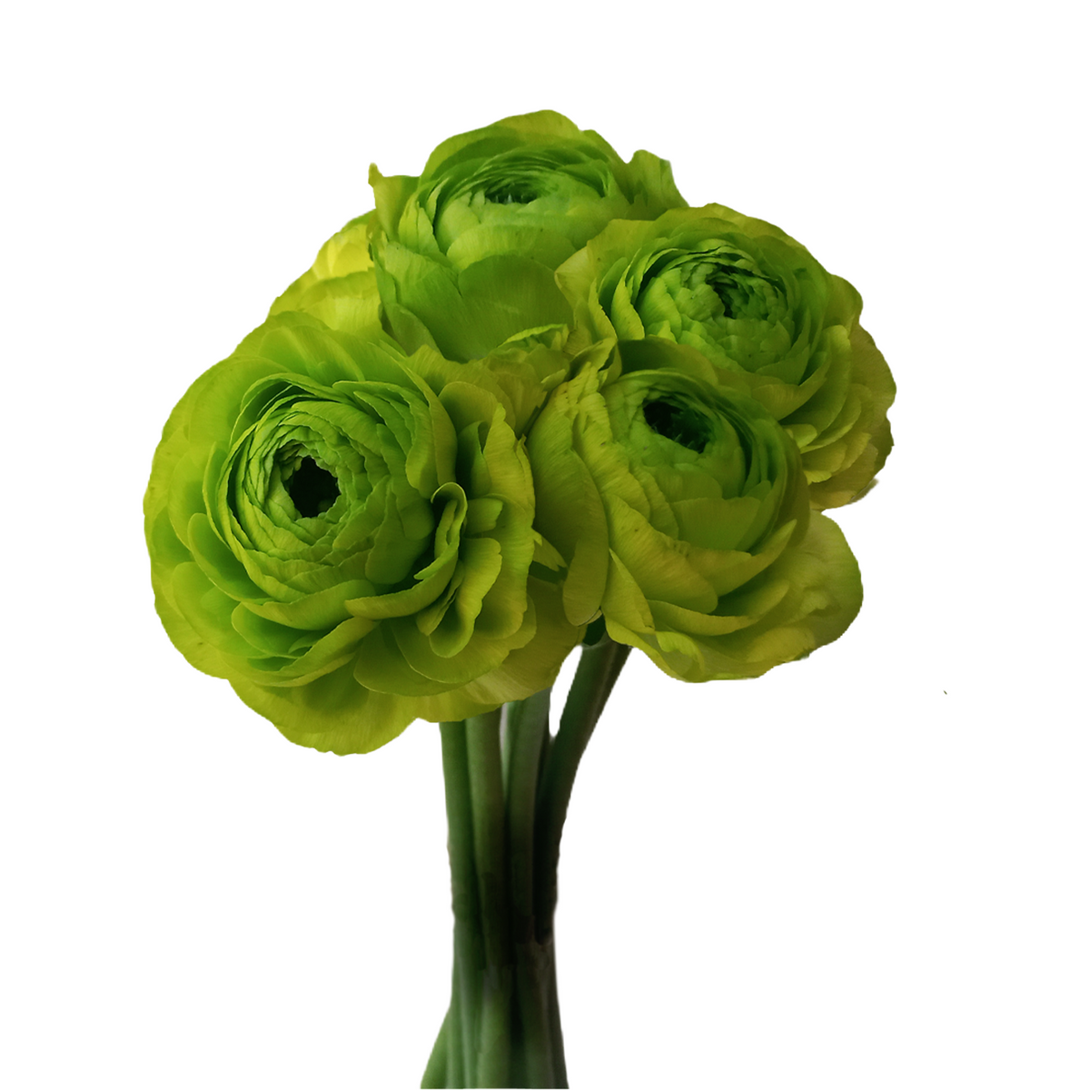 Ranunculus Chartreuse Green | Flower Explosion