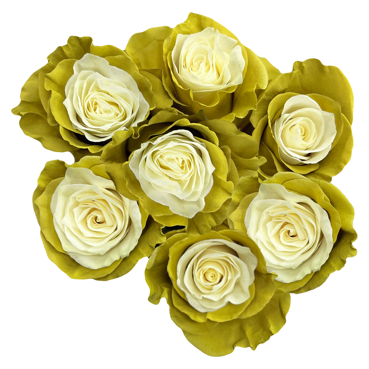 Flat White Roses - Flower Explosion