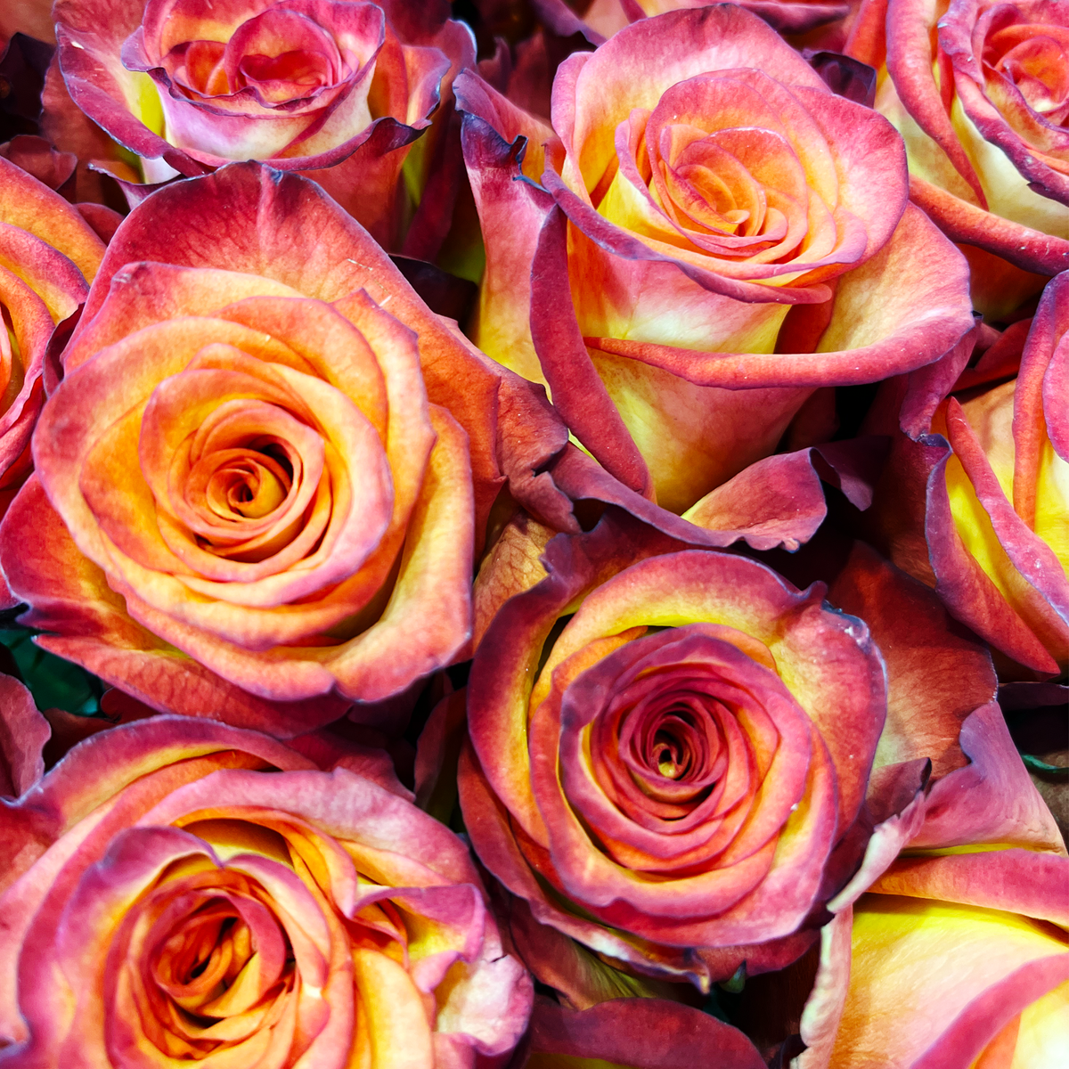 Ombre Yellow Red Roses High Magic Rose | Yellow & Red Rose | Bulk Roses – Flower Explosion