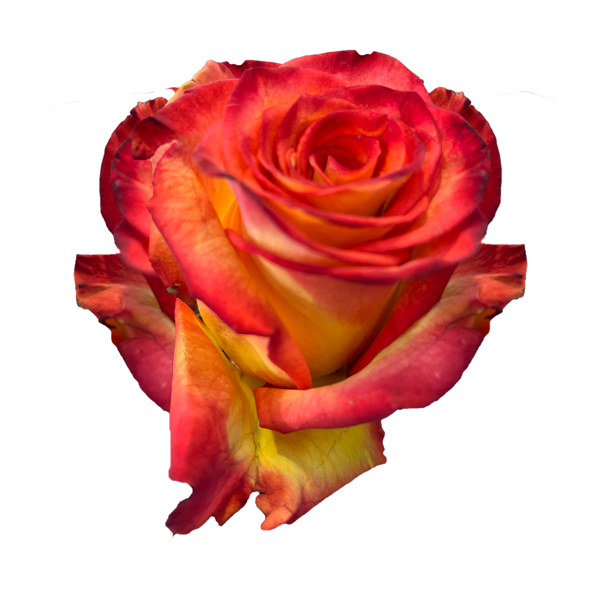 High Magic Rose | Yellow & Red Rose | Bulk Roses – Flower Explosion