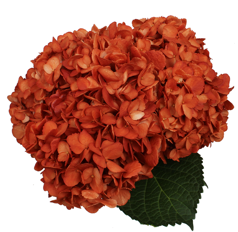 Tinted Orange Regular Hydrangea – Flower Explosion