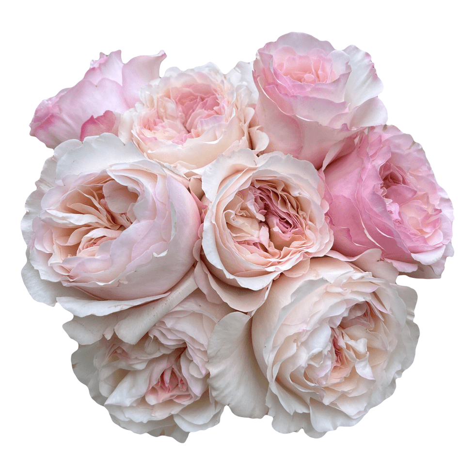 Blush roses for sale - Blush colored roses - Flower Explosion