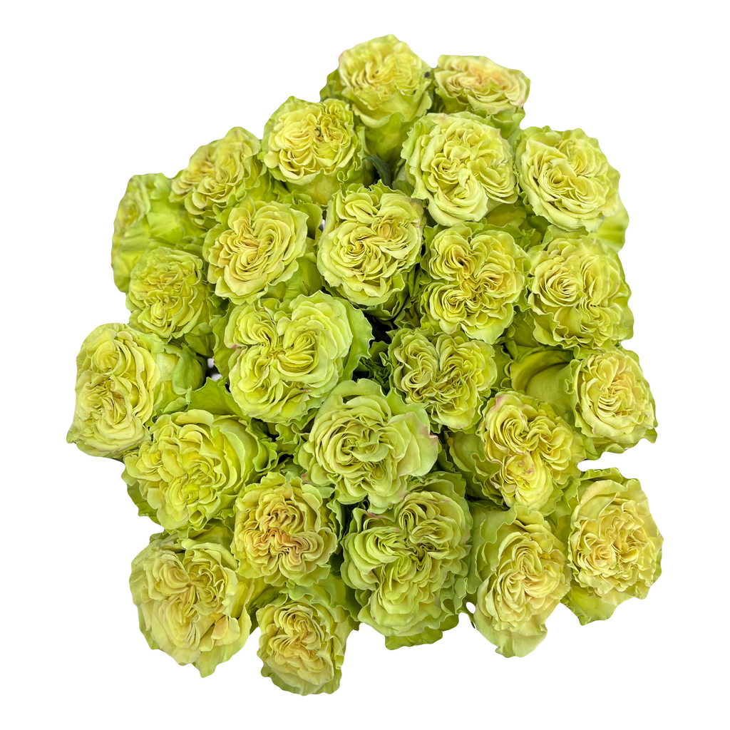 Matcha Green Garden Roses Light Green Cream Champagne Hues Flower Explosion 6958