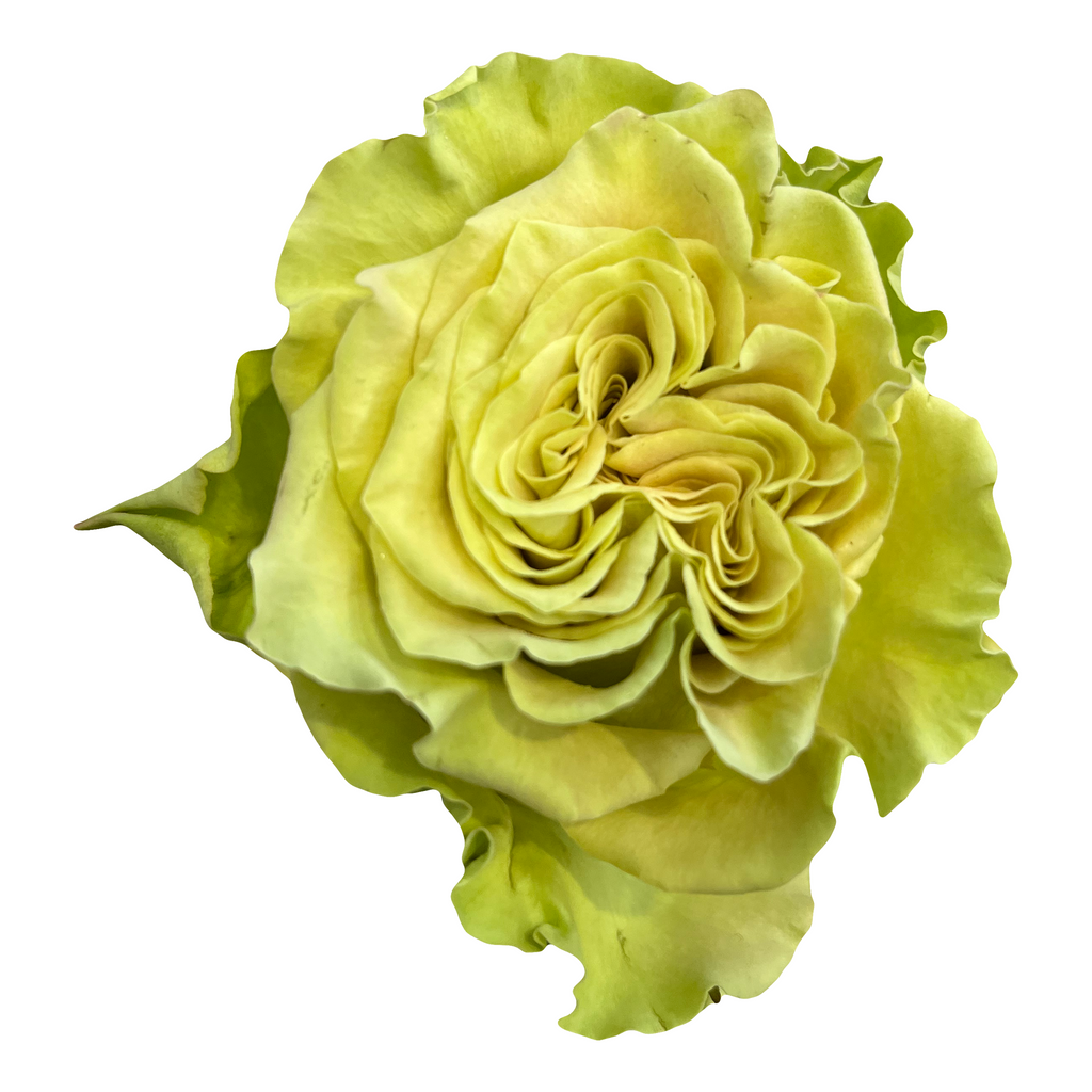 Matcha Five Roses Matcha Green Garden Roses - Light Green Cream Champagne Hues – Flower ...