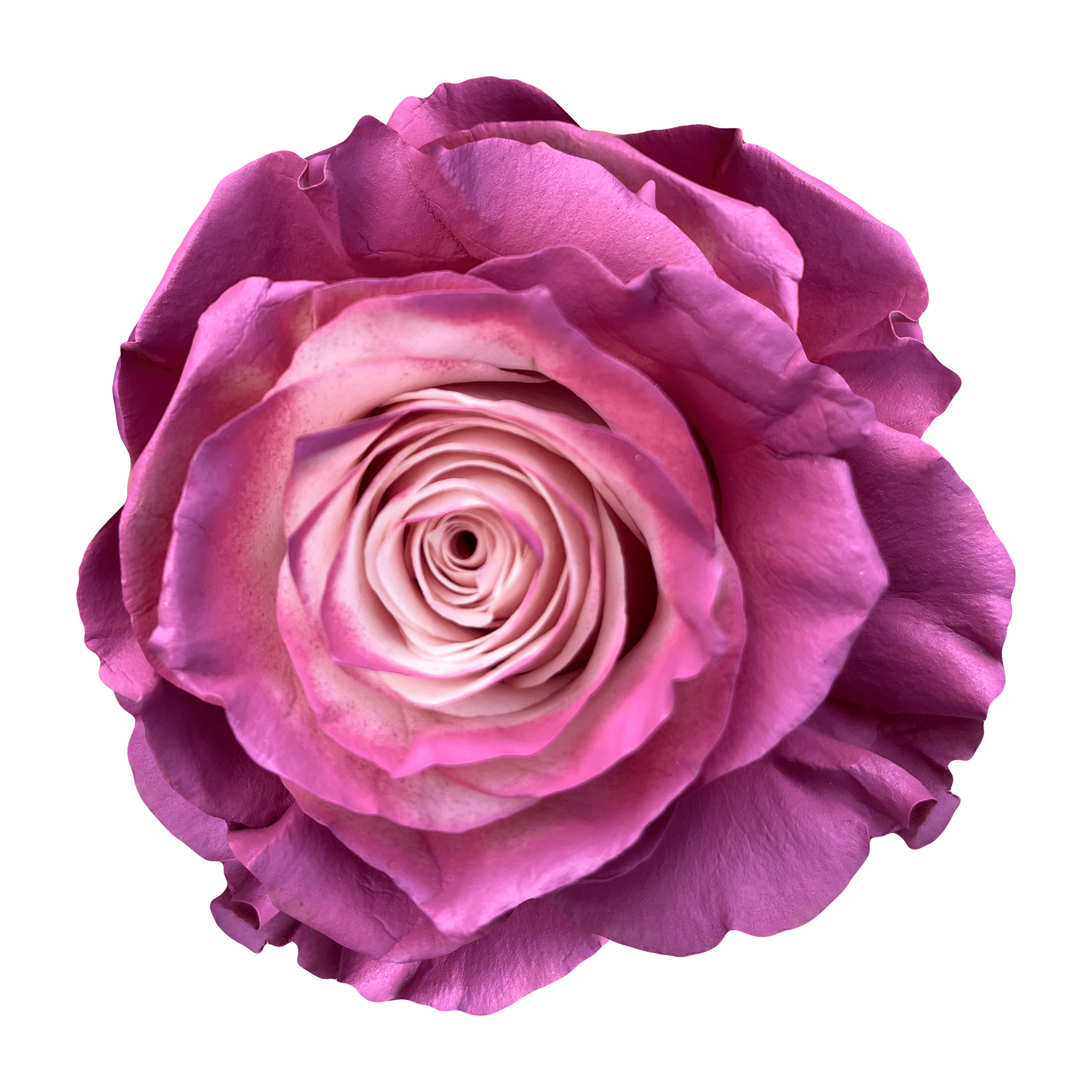 Mauve Tinted Rose – Flower Explosion