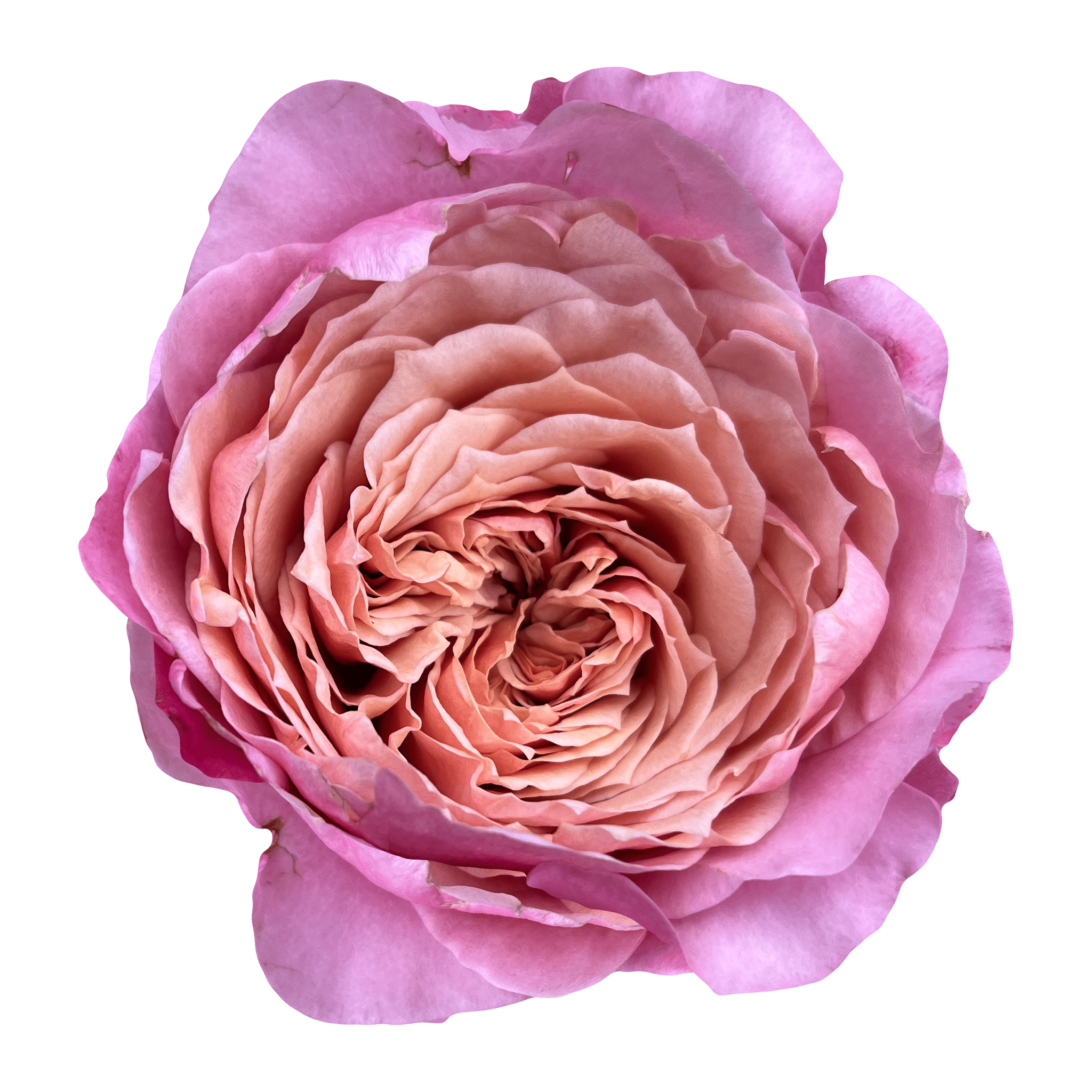 flowergarden miyabi様 flowergarden miyabi様