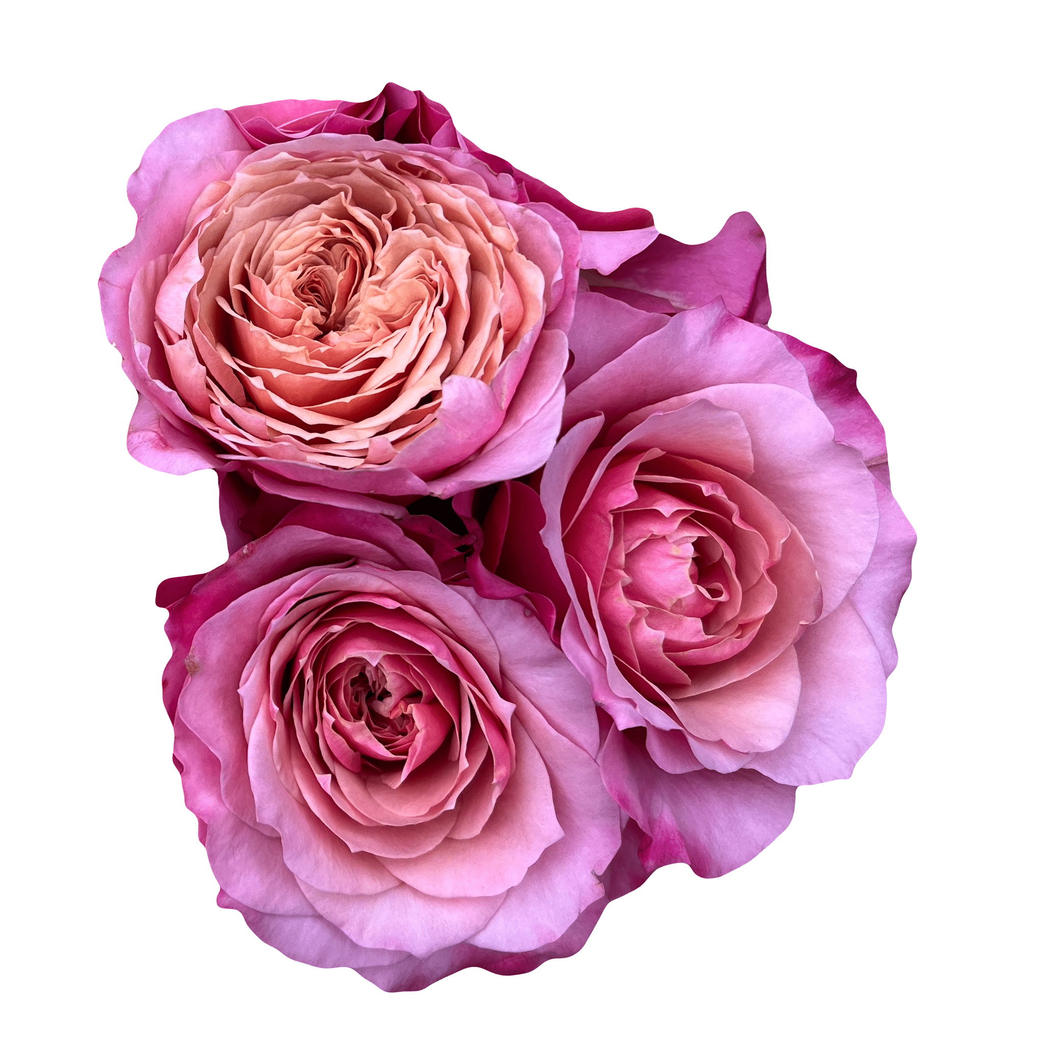 Wabara Senlitsu Garden Rose (Ca-Grown) - 12st. - Ramirez