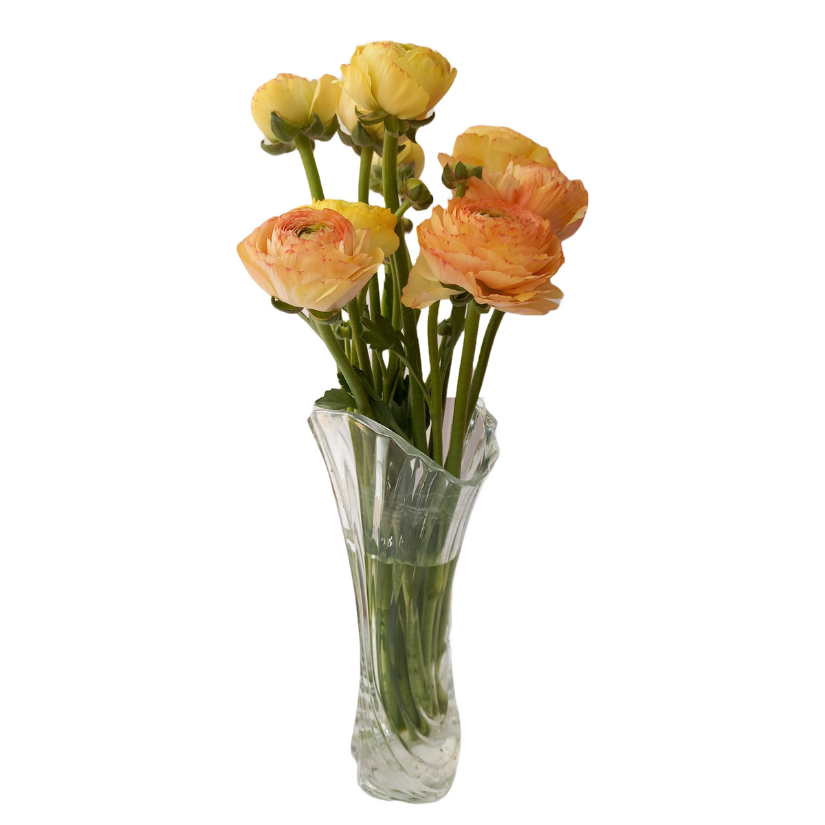 Peach Tuareg Clooney Ranunculus Success | Flower Explosion
