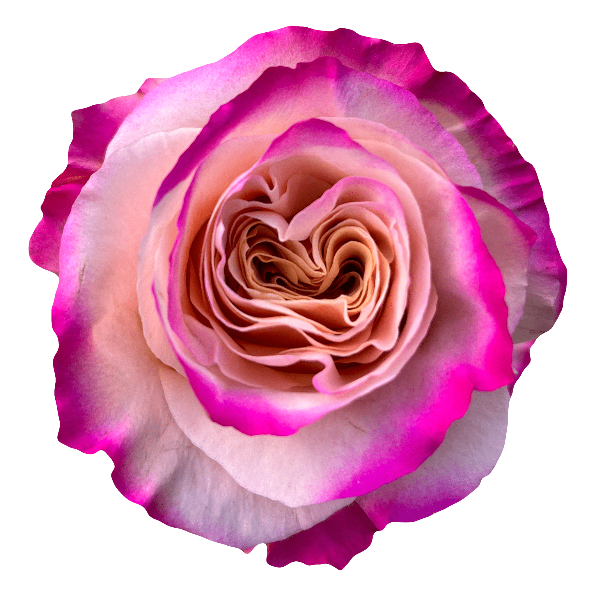 ROSE☆ROSE ROSES SAGA 60CM - FMI Farms