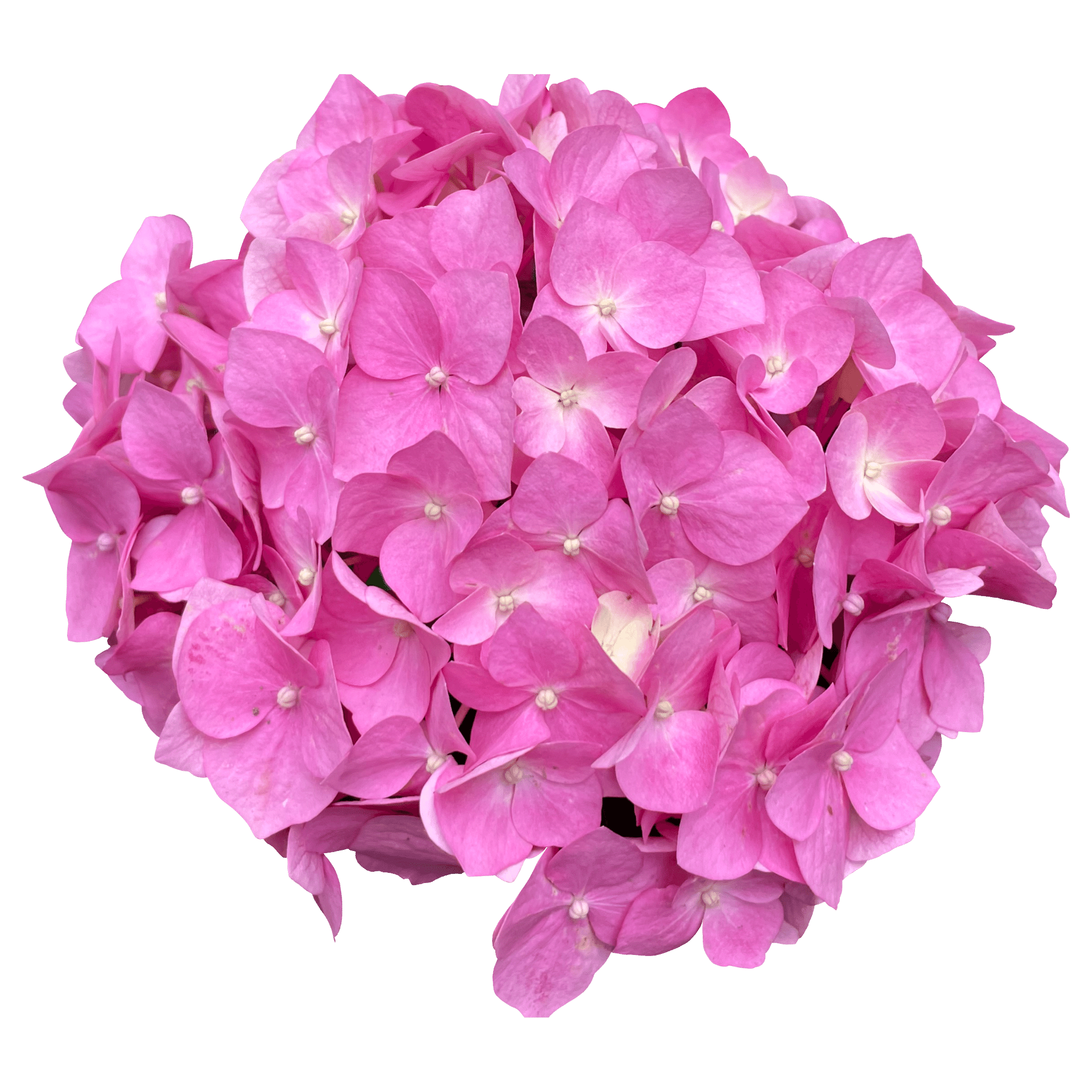 Pink Regular Hydrangea - Bulk Flowers | Flower Explosion
