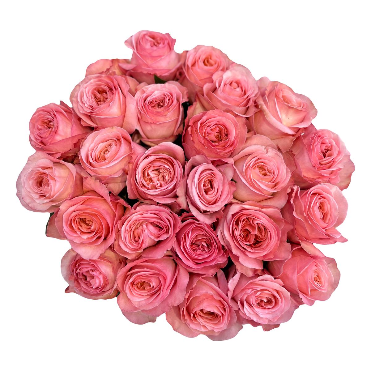 Pink Express Roses Pink X-Pression | Pink Garden Roses - Flower Explosion