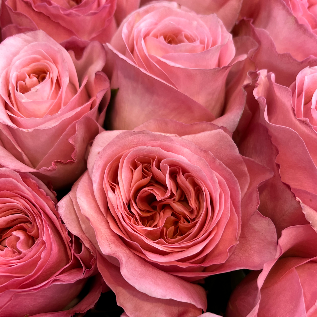 Pink X-Pression | Pink Garden Roses - Flower Explosion